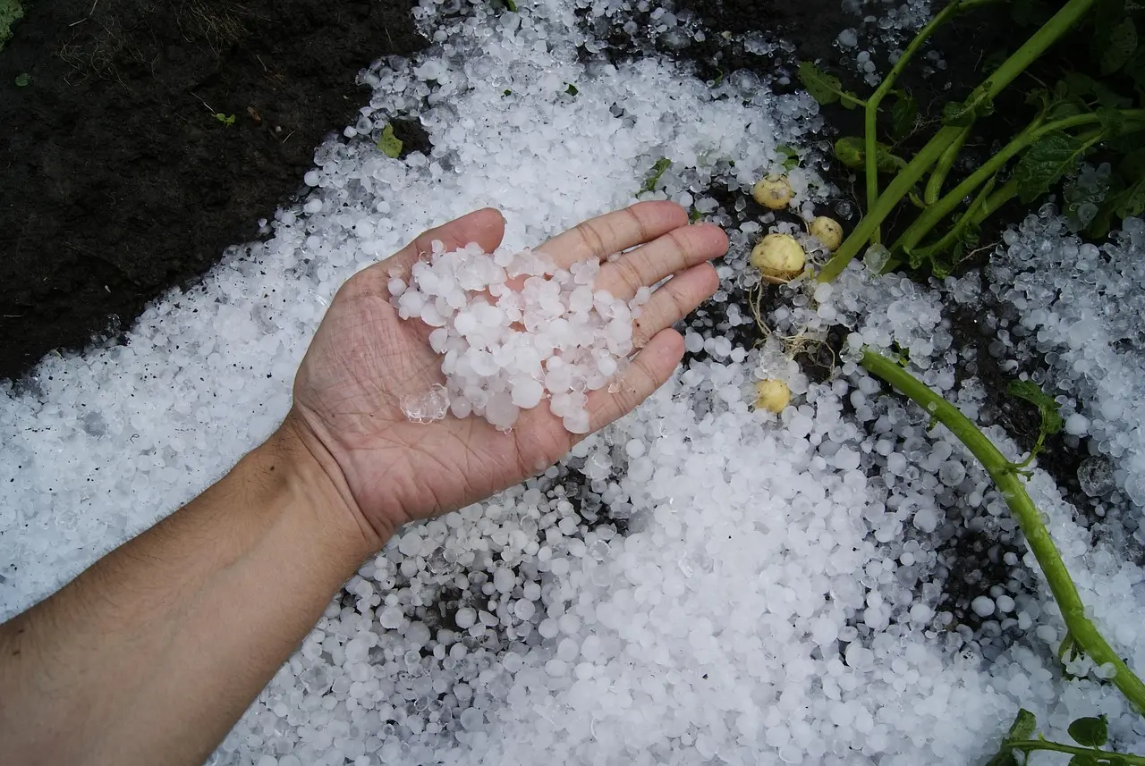 Hand holding hail